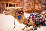 Petra & Wadi Rum Tour